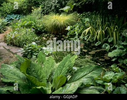 Branklyn Garden NTS di Perth - Scozia- - si prega di posizione di credito GND102343 Foto Stock