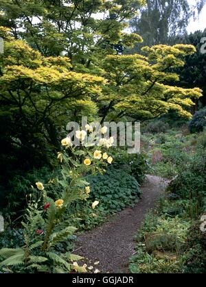 Branklyn Garden NTS di Perth - Scozia con Meconopsis regia in primo piano.- - si prega di posizione di credito GND102549 Com Foto Stock