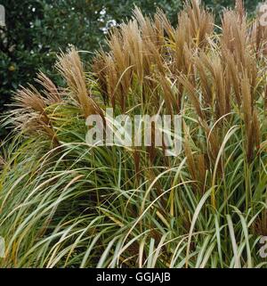 Miscanthus sinensis - 'Rotsilber' GRA047051 Foto Stock