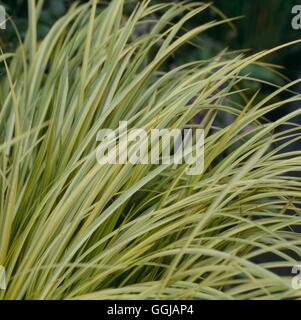 Acorus gramineus - 'Ogon' GRA085313 Foto Stock