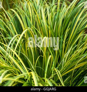 Acorus gramineus - 'Ogon' GRA097891 Foto Stock