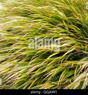 Hakonechloa macra - "aureola" AGM GRA109578 Foto Stock