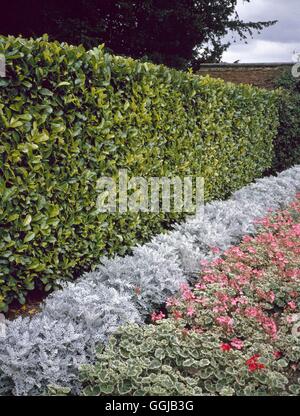 Hedge - di Prunus laurocerasus Cherry Laurel HED088637 Foto Stock