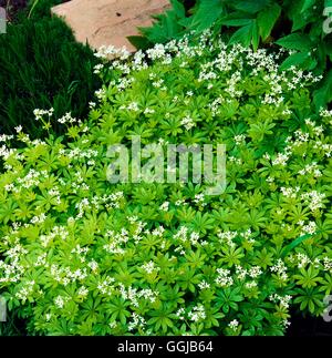 Linguetta a disco - Dolce - (Galium odoratum - syn asperula odorata) il suo012764 /Pho Foto Stock