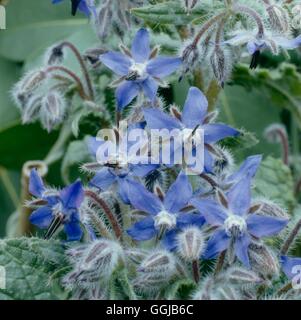 La borragine - (borragine officinalis) il suo022220 Foto Stock