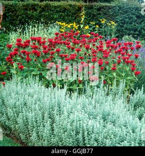 Il bergamotto - (Monarda didyma) con Artemisia (assenzio) il suo038946 /Photoshot Foto Stock