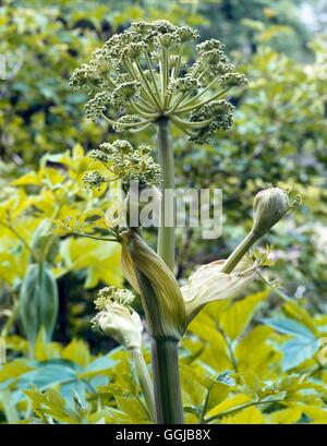 Angelica archangelica - che mostra la testa di fiori (l'Angelica) il suo056206 /P Foto Stock