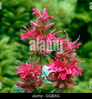 Il bergamotto - (Monarda didyma) il suo077841 Foto Stock