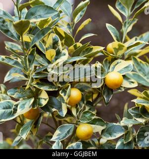 X Citrofortunella microcarpa - 'Variegata' (Syn: Citrus mitis) Calamondin Orange HPS012555 Pho Foto Stock