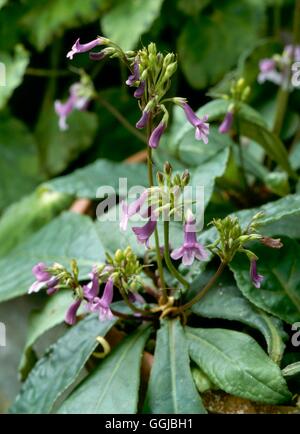 Tetranema roseum - (Syn T. mexicanum) Foxglove messicano HPS033152 /Photosho Foto Stock