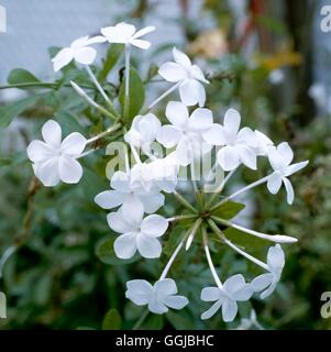 Plumbago auriculata - "Alba" (Syn P. capensis "Alba") HPS039539 /Photoshot Foto Stock