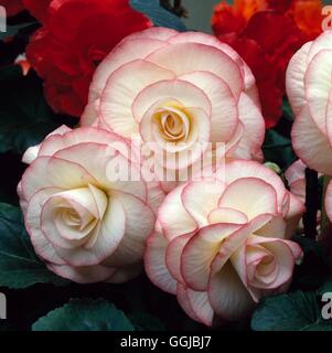 Begonia - "Lampione' HPS046268 Foto Stock