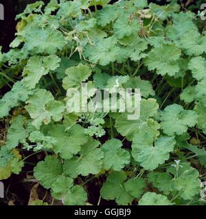 Pelargonium odoratissimum - (Apple) profumati HPS046696 Foto Stock