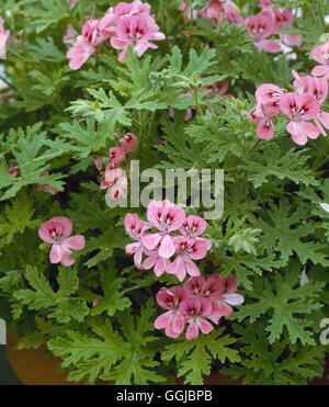 Pelargonium - "Lara Starshine' AGM (profumato) HPS061754 Foto Stock