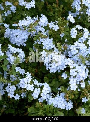 Plumbago auriculata AGM - (Syn: Plumbago capensis) HPS105676 Foto Stock