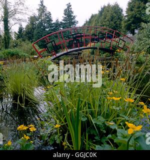 Giardino giapponese - (si prega di credito: Foto di Orticoltura/ Mickfield Pesce & Acqua Garden Center) JAG077207 obbligatorio Foto Stock