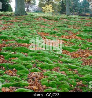 Prato - della forcella bianco Moss (Leucobryum glaucum) - Un'alternativa all'erba. Legge Foto026194 Hor Foto Stock