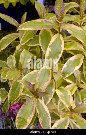 Phlox paniculata- 'Becky Towe'- mostra il fogliame variegato MIW250149 / Foto Stock