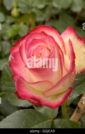 Rosa - 'Jubile du Prince fare Monaco'- - (Floribunda) MIW250162 Foto Stock