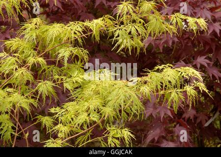 Acer palmatum - var. dissectum 'Seiryu' MIW250172 Foto Stock