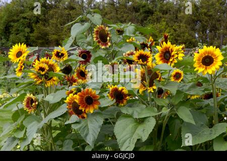 Helianthus annuus - "Harlequin'- - Girasole MIW250358 Foto Stock