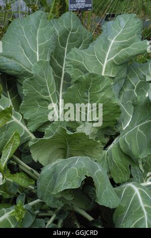 Cavolo- - (Brassica oleracea var. acephala) MIW250465 Foto Stock