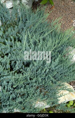 Juniperus horizontalis - "Blue Chip" MIW250628 Foto Stock