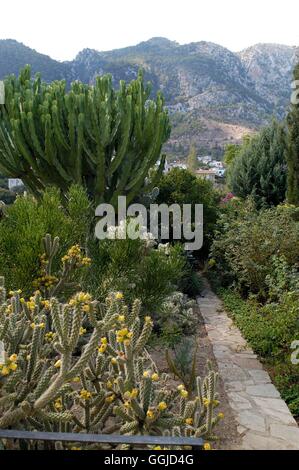 Cactus e piante succulente giardino- nella parte settentrionale di Cipro MIW250648 Foto Stock