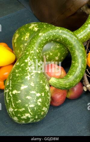 Campi da Squash - Crook-collo- - (Cucurbita pepo) MIW250725 Foto Stock