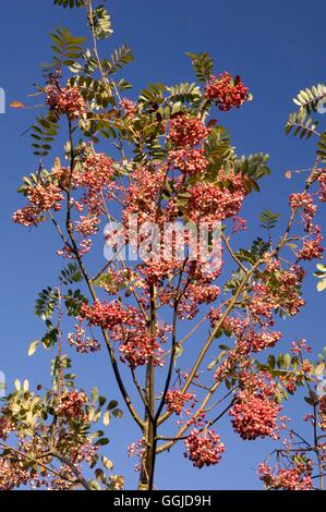 Sorbus hupehensis - "pagoda rosa' MIW250741 Foto Stock