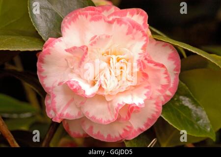 Camellia japonica- 'Margaret Davis' MIW250812 Foto Stock