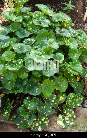 Farfugium japonicum - 'Aureomaculatum' AGM- - (Syn Ligularia tussilagirea) MIW250825 Foto Ho Foto Stock