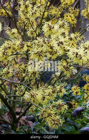Hamamelis x intermedia- 'primavera' MIW250950 Foto Stock