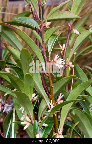 Sarcococca hookeriana - var. digyna "viola" staminali MIW250967 Foto Stock