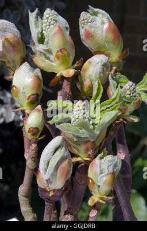 Aesculus hippocastanum AGM- mostra gemme appiccicose semplicemente aprendo' MIW250988 Foto Horticultur' Foto Stock