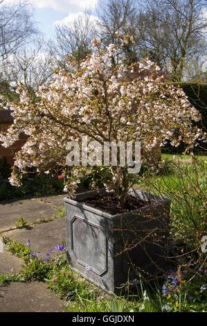 Prunus incisa - "Kojo-no-mai' MIW251059 Foto Stock