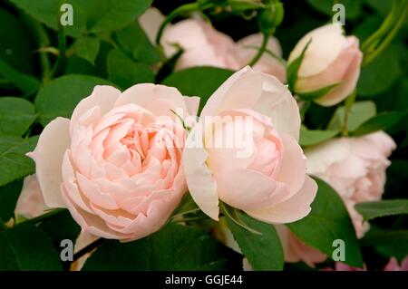 Rosa- dolce Hermione'- - (arbusto) MIW251177 Foto Stock