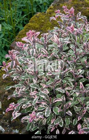 La Salvia officinalis- 'tricolore' MIW251288 Foto Stock