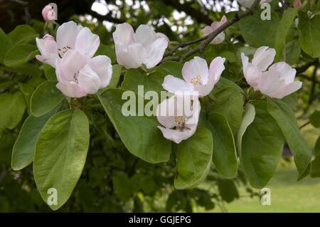 Cydonia oblonga MIW251503 Foto Stock