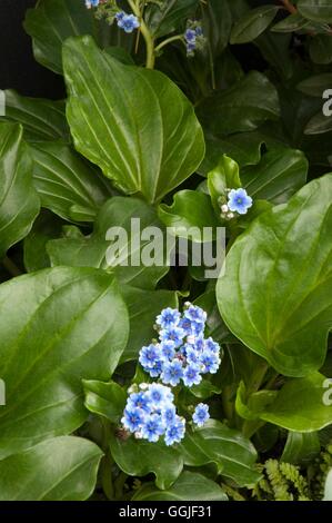 Myosotidium hortensia- - Isola Chatham dimenticare-me-NON MIW251665 /Photoshot Foto Stock