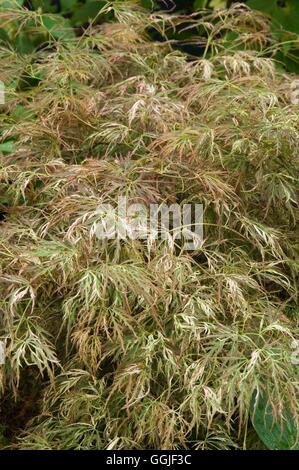 Acer palmatum 'Beni-Shidare tricolore' MIW251672 Foto Stock