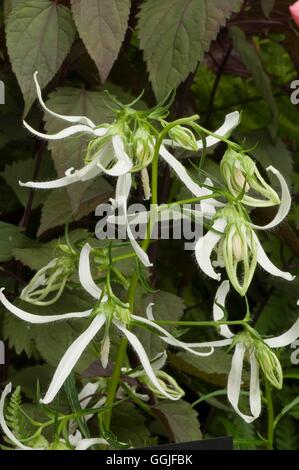 Campanula takesimana 'belle verità'- - (Syn c. t. "Bella Trust") MIW251841 Foto Horti Foto Stock