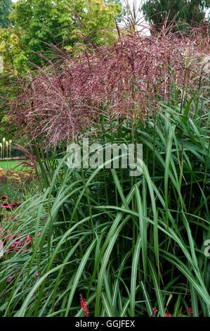 Miscanthus sinensis 'Malepartus' MIW251913 Foto Stock