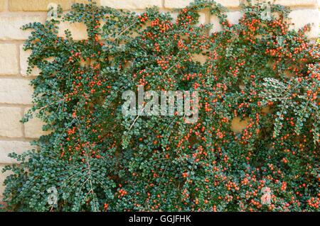 Cotoneaster horizontalis in autunno MIW251975 Foto Stock