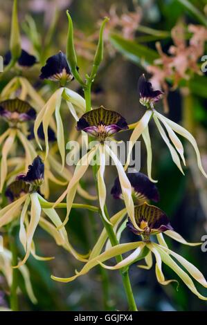 Prosthechea cochleata MIW252161 Foto Stock