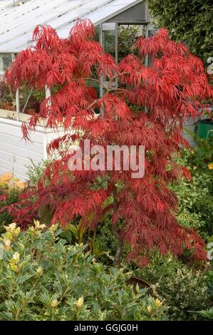 Acer palmatum 'Bloodgood' MIW252217 Foto Stock