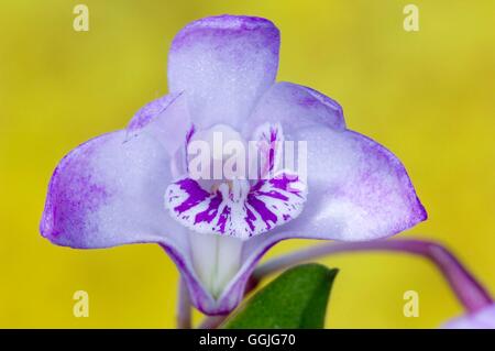 Dendrobium kingianum MIW252353 Foto Stock