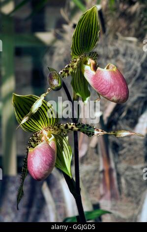 Paphiopedilum "Transvaal' MIW252473 Foto Stock