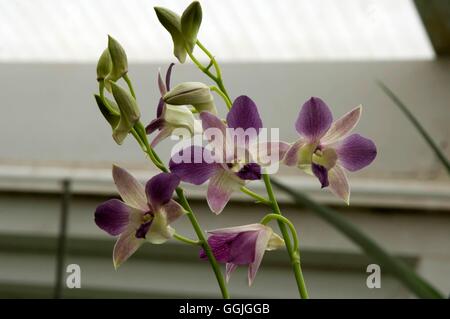 Dendrobium kingianum 'Berry Oda' MIW252553 Foto Stock