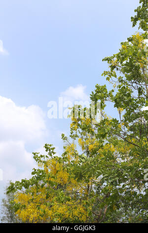 Cassia fistola o Golden Shower bloom su albero nel giardino,In Thailandia sono denominati è Ratchaphruek. Foto Stock